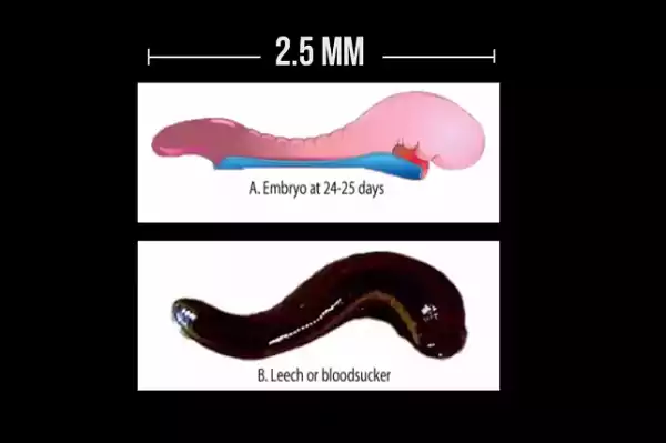 Human embryo at days 23–24 leech-like appearance