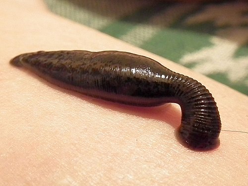 A leech