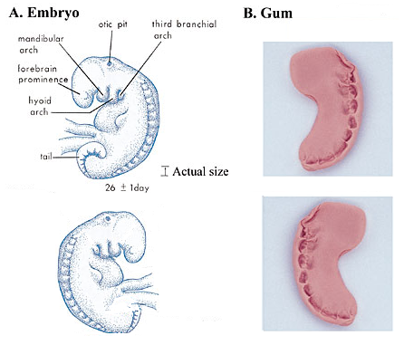 Embryo and chewed gum compared
