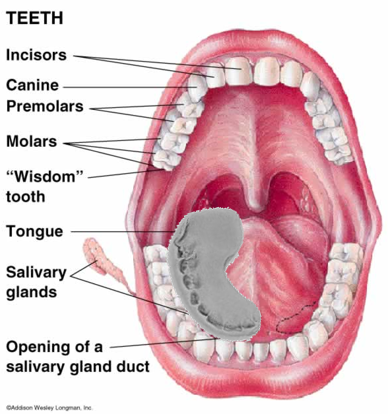 Chewed gum the Mudgha comparison