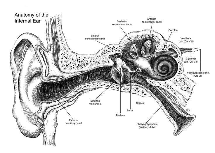 Anatomy of the Internal Ear showing cochlea and semicircular canals